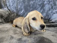 AKC Star's , a female Dachshund for sale in Casa Grande, AZ – Photo 7 of 10