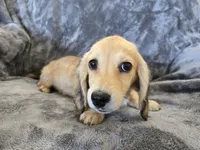 AKC Star's , a female Dachshund for sale in Casa Grande, AZ – Photo 5 of 10
