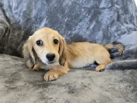 AKC Star's , a female Dachshund for sale in Casa Grande, AZ – Photo 6 of 10