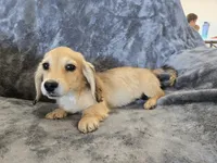 AKC Star's , a female Dachshund for sale in Casa Grande, AZ – Photo 3 of 10