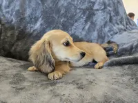 AKC Star's , a female Dachshund for sale in Casa Grande, AZ – Photo 2 of 10