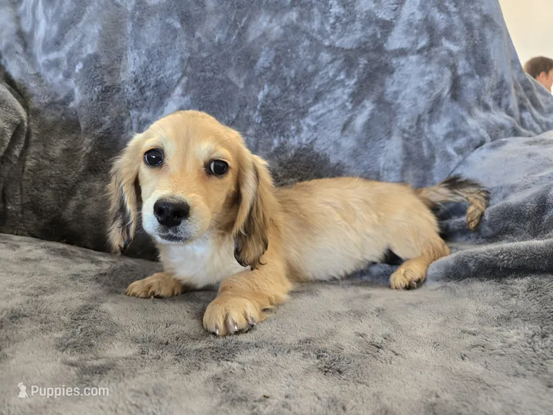AKC Star's  – Dachshund puppy for sale in Casa Grande, AZ