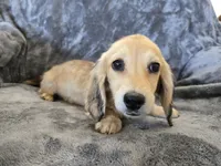AKC Star's , a female Dachshund for sale in Casa Grande, AZ – Photo 10 of 10