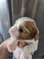 AKC Blenheim Female - TEXT 520-254-7407 , a female Cavalier King Charles Spaniel for sale in Casa Grande, AZ – 2 of 9