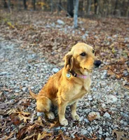 Full AKC Female (Dolly) Text 520-254-7407, a female Golden Retriever for sale in Casa Grande, AZ – 3 of 3