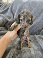 AKC Brindle Male, TEXT 520-254-7407, a male Dachshund for sale in Casa Grande, AZ – 7 of 10