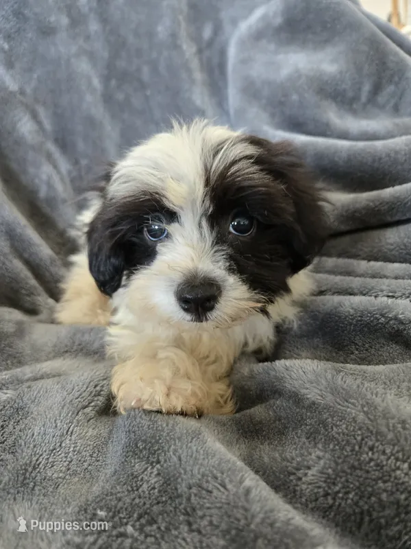 AKC Black & White Female – Havanese puppy for sale in Casa Grande, AZ