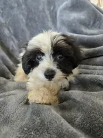 AKC Black & White Female, a female Havanese for sale in Casa Grande, AZ – 1 of 9
