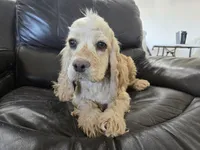 AKC Bella's Light Cocker Girl, a female Cocker Spaniel for sale in Casa Grande, AZ – 8 of 9