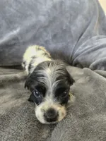 AKC Male, Text 520-254-7407 , a male Cocker Spaniel for sale in Casa Grande, AZ – 8 of 9