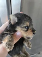 AKC Parents - Yorkie/Pomeranian Mix - TEXT 520-254-7407 , a male Pomeranian and Yorkshire Terrier for sale in Casa Grande, AZ – 6 of 10