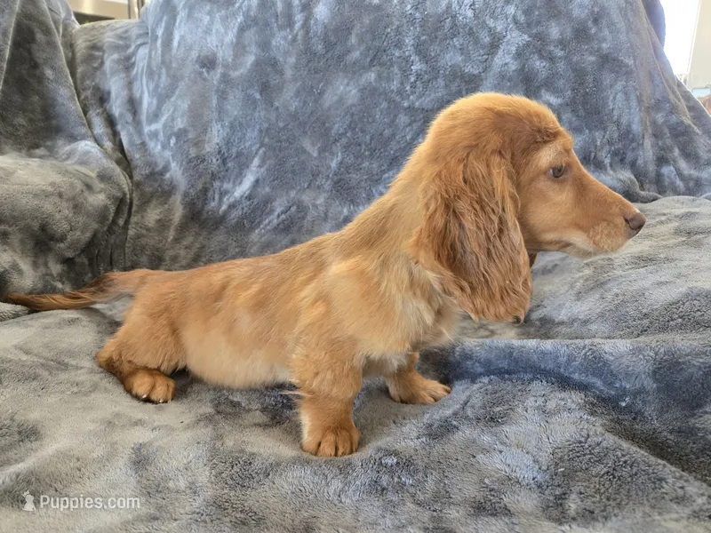 AKC Star's Female – Dachshund puppy for sale in Casa Grande, AZ