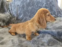 AKC Star's Female, a female Dachshund for sale in Casa Grande, AZ – Photo 1 of 10