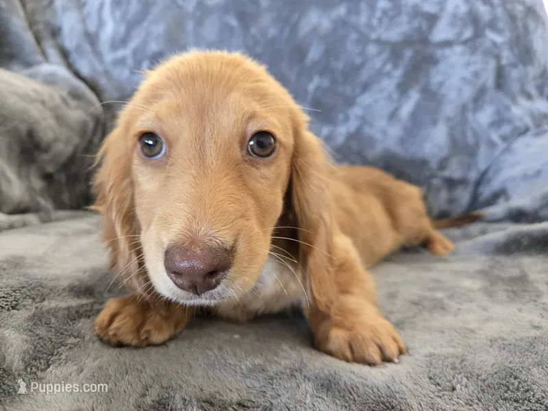 AKC Star's Female – Dachshund puppy for sale in Casa Grande, AZ
