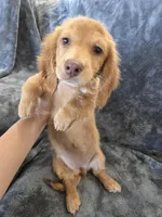 AKC Star's Female, a female Dachshund for sale in Casa Grande, AZ – Photo 9 of 10