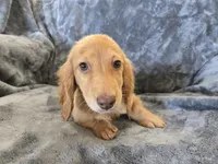 AKC Star's Female, a female Dachshund for sale in Casa Grande, AZ – Photo 10 of 10