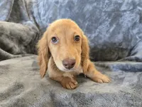 AKC Star's Female, a female Dachshund for sale in Casa Grande, AZ – Photo 4 of 10