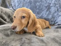AKC Star's Female, a female Dachshund for sale in Casa Grande, AZ – Photo 7 of 10