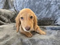 AKC Star's Female, a female Dachshund for sale in Casa Grande, AZ – Photo 3 of 10