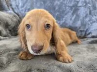 AKC Star's Female, a female Dachshund for sale in Casa Grande, AZ – Photo 5 of 10