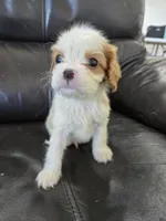 AKC Male, a male Cavalier King Charles Spaniel for sale in Casa Grande, AZ – 6 of 10