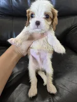 AKC Male, a male Cavalier King Charles Spaniel for sale in Casa Grande, AZ – 4 of 10