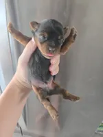 AKC Male - TEXT 520-254-7407 , a male Yorkshire Terrier for sale in Casa Grande, AZ – 4 of 10