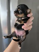 AKC Midge's Girl, a female Yorkshire Terrier for sale in Casa Grande, AZ – Photo 6 of 9