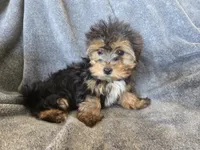 AKC Female Ready Now!, a female Yorkshire Terrier for sale in Casa Grande, AZ – Photo 3 of 10