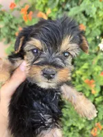 AKC Midge's Girl, a female Yorkshire Terrier for sale in Casa Grande, AZ – 3 of 8