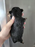 AKC Midge's Girl, a female Yorkshire Terrier for sale in Casa Grande, AZ – Photo 7 of 9