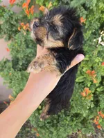 AKC Midge's Girl, a female Yorkshire Terrier for sale in Casa Grande, AZ – 6 of 8