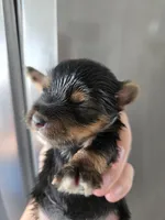 AKC Midge's Girl, a female Yorkshire Terrier for sale in Casa Grande, AZ – Photo 4 of 9