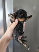 AKC Midge's Girl, a female Yorkshire Terrier for sale in Casa Grande, AZ – Photo 5 of 9