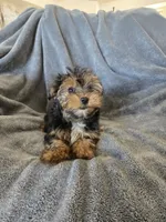 AKC Female Ready Now!, a female Yorkshire Terrier for sale in Casa Grande, AZ – Photo 9 of 10