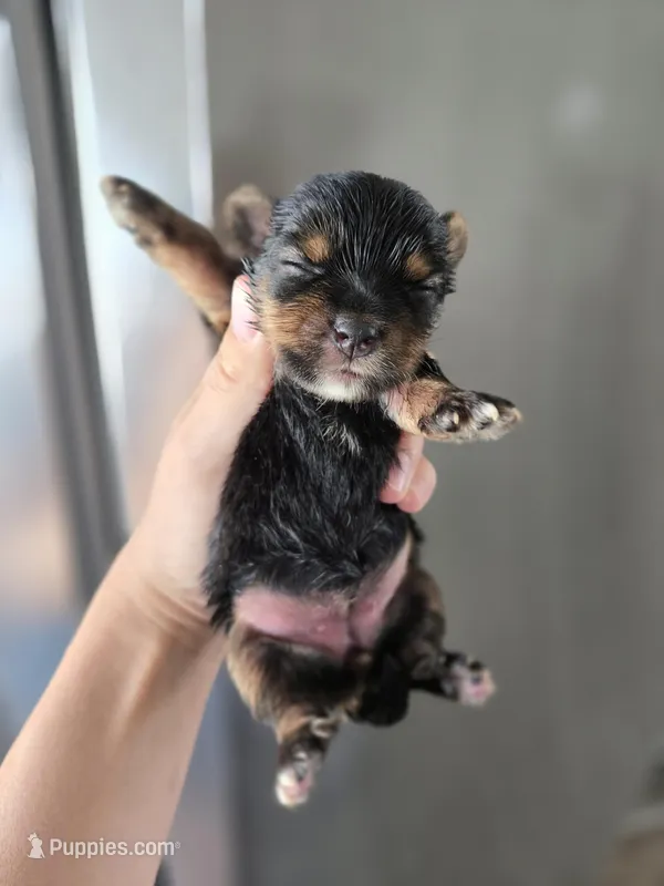 AKC Midge's Girl – Yorkshire Terrier puppy for sale in Casa Grande, AZ