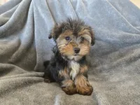 AKC Female Ready Now!, a female Yorkshire Terrier for sale in Casa Grande, AZ – Photo 1 of 10