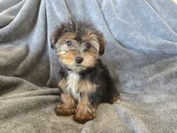 AKC Female Ready Now!, a female Yorkshire Terrier for sale in Casa Grande, AZ – Photo 4 of 10