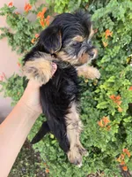 AKC Midge's Girl, a female Yorkshire Terrier for sale in Casa Grande, AZ – 5 of 8