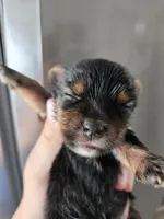 AKC Midge's Girl, a female Yorkshire Terrier for sale in Casa Grande, AZ – Photo 2 of 9