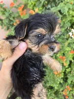 AKC Midge's Girl, a female Yorkshire Terrier for sale in Casa Grande, AZ – 4 of 8