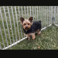 AKC Midge's Girl, a female Yorkshire Terrier for sale in Casa Grande, AZ – Photo 8 of 9