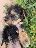 AKC Midge's Girl, a female Yorkshire Terrier for sale in Casa Grande, AZ – 2 of 8