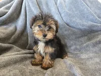 AKC Female Ready Now!, a female Yorkshire Terrier for sale in Casa Grande, AZ – Photo 2 of 10