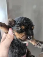 AKC Midge's Girl, a female Yorkshire Terrier for sale in Casa Grande, AZ – Photo 3 of 9