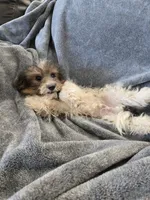 AKC Daisy's Bicolor Boy, TEXT 520-254-7407, a male Havanese for sale in Casa Grande, AZ – 7 of 10