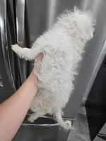 AKC Female - TEXT 520-254-7407 , a female Poodle - Miniature  for sale in Casa Grande, AZ – 10 of 10