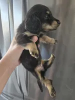 AKC Angel's Black & Tan Female, TEXT 520-254-7407, a female Dachshund for sale in Casa Grande, AZ – 6 of 10