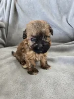 AKC Skye's Boy 2, TEXT 520-254-7407 , a male Havanese for sale in Casa Grande, AZ – 5 of 10