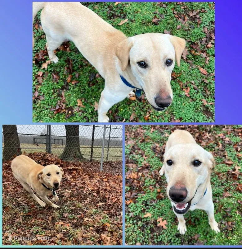 Full AKC Buddy – Labrador Retriever puppy for sale in Casa Grande, AZ